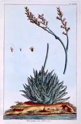 Aloe, illustration från 